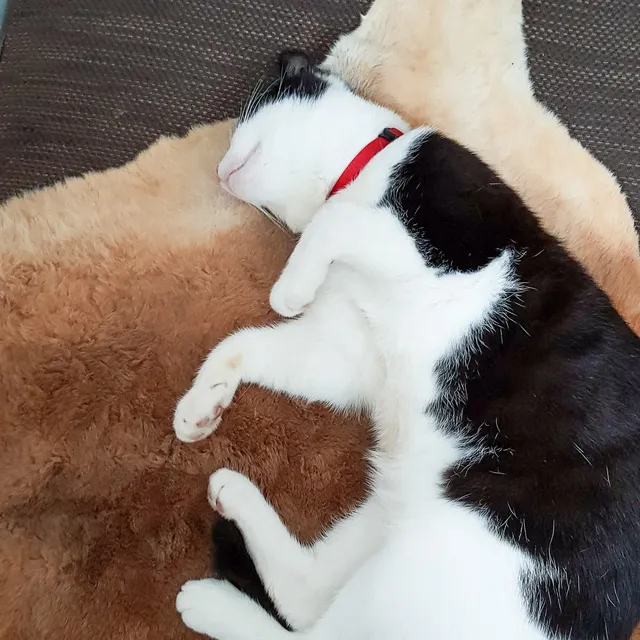 Black and white cat with a red collar sleeping on a fluffy brown and beige rug
