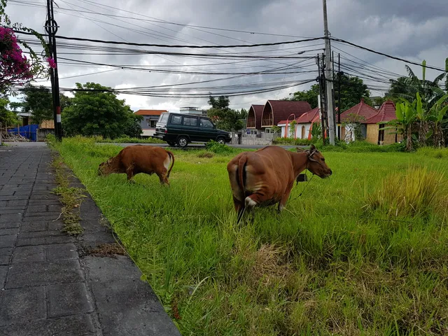 Cows out the front